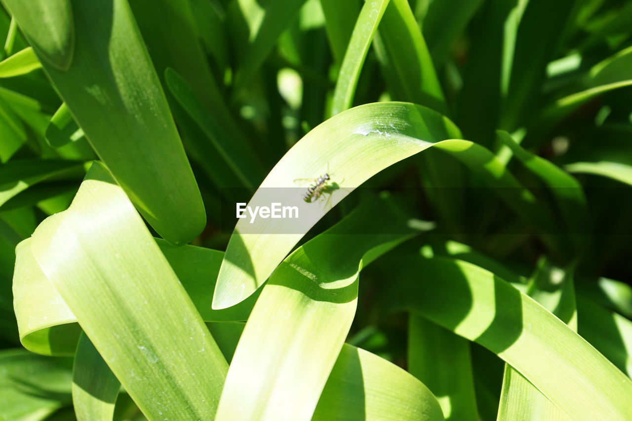 Close-up of insect on plant