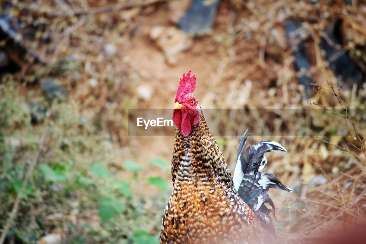 CLOSE-UP OF A BIRD ON A LAND