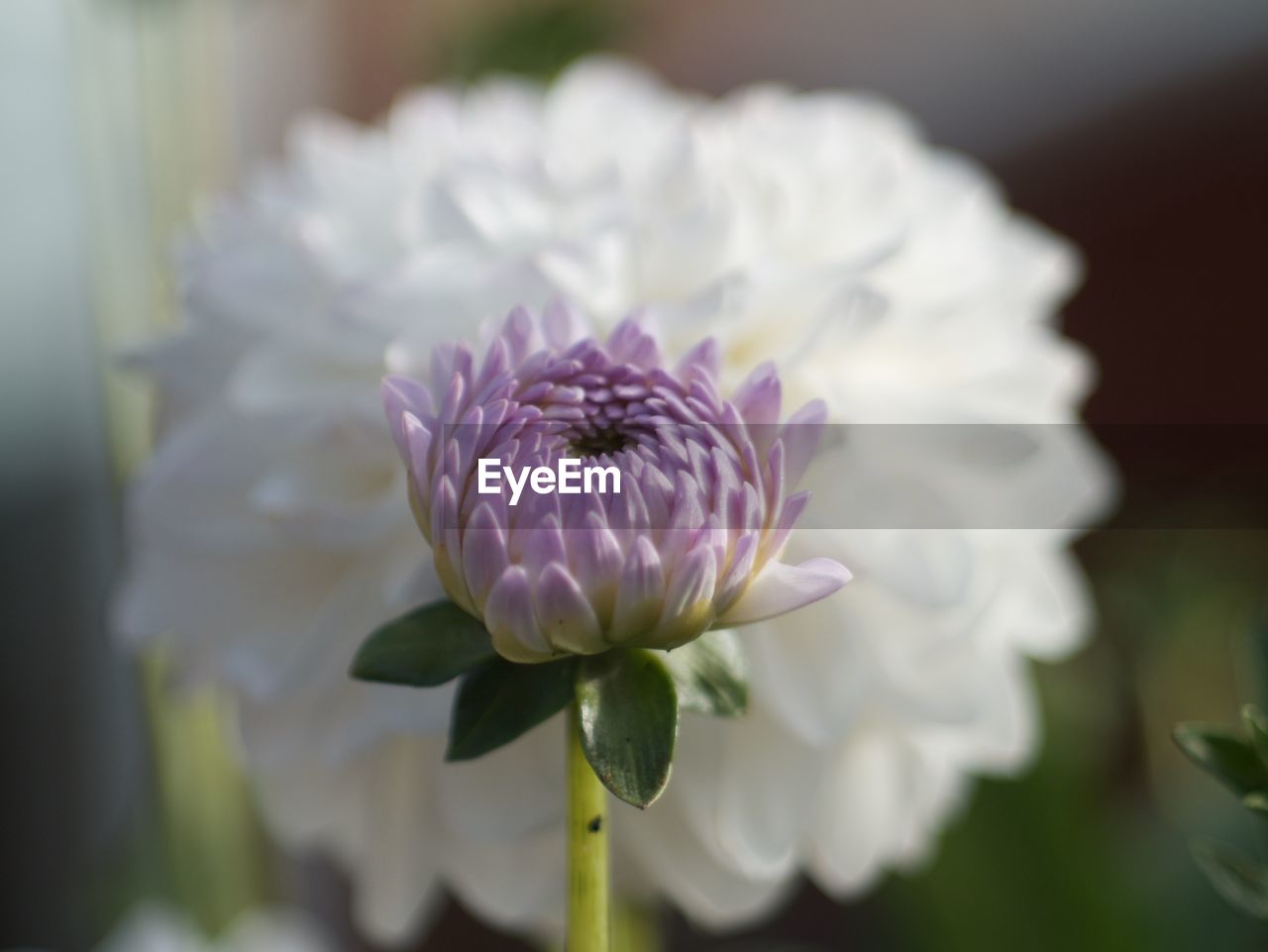 CLOSE-UP OF PINK FLOWERS BLOOMING