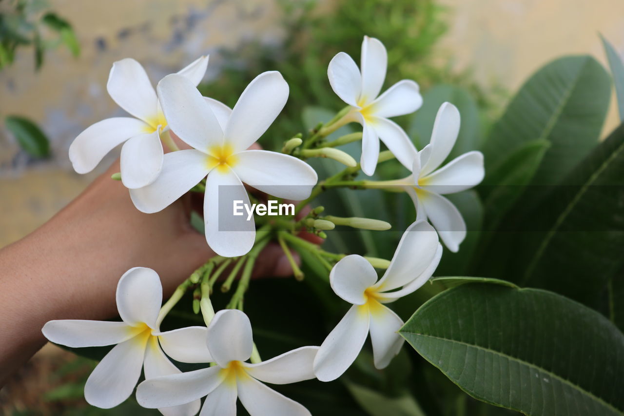 Close-up of white flowering plants in indian garden