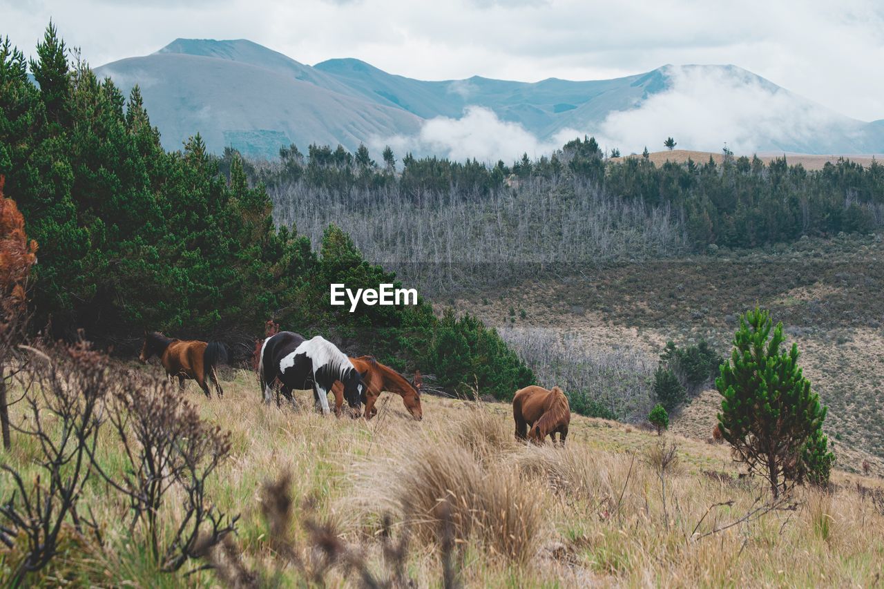 Horses in a field