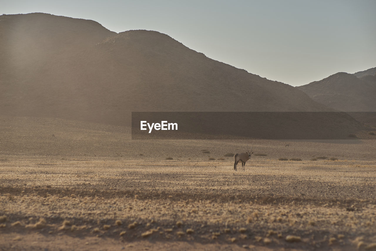 Oryx in the field 
