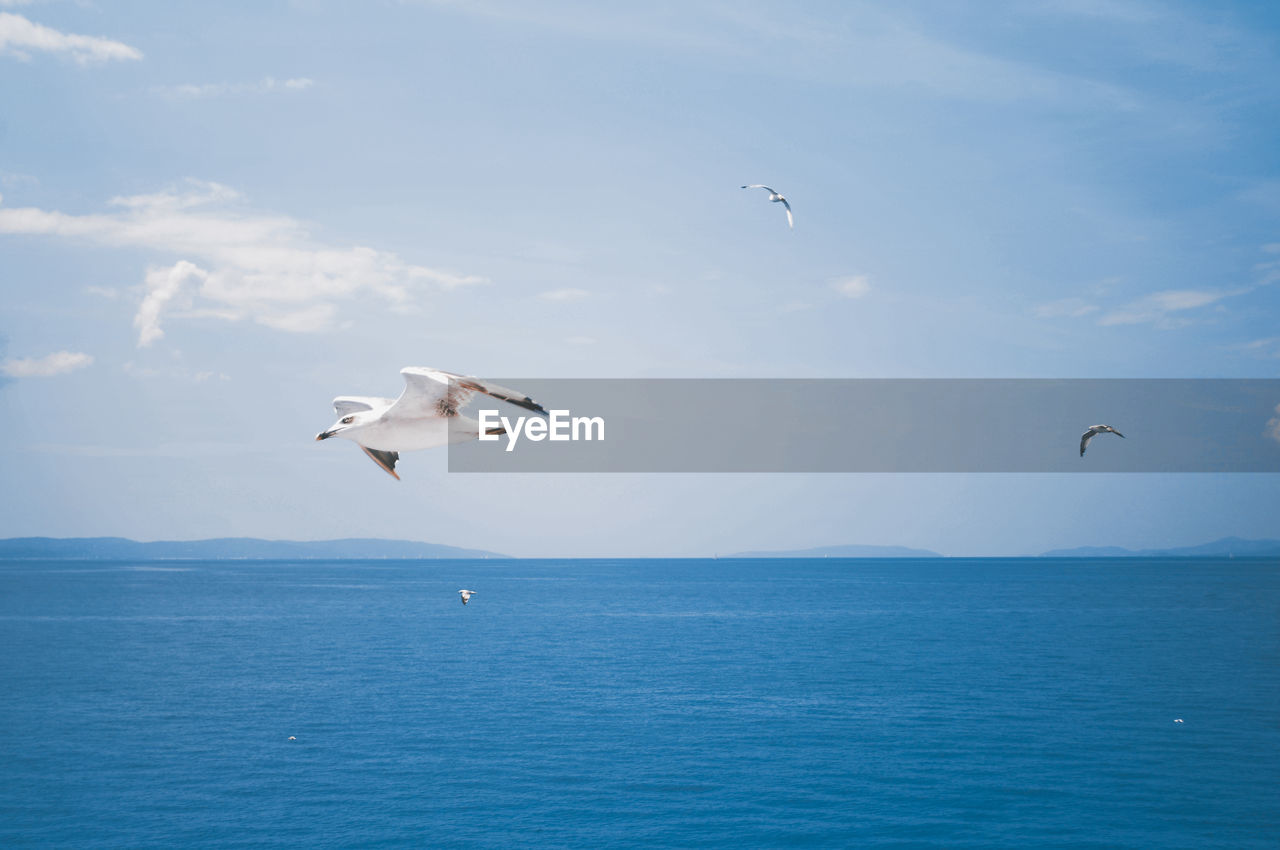 Birds flying over sea