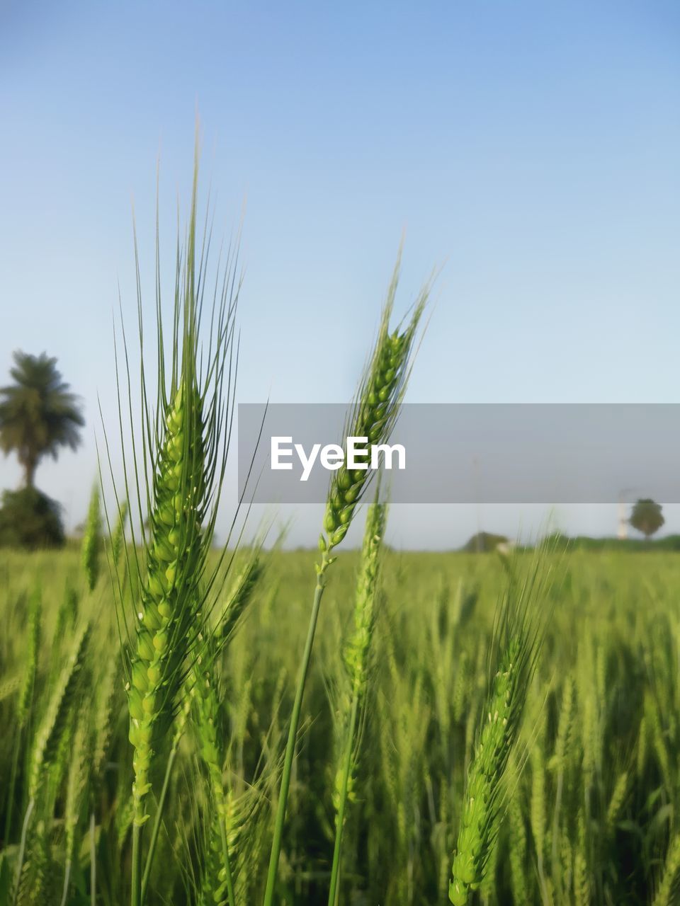 plant, agriculture, landscape, crop, growth, sky, field, rural scene, cereal plant, land, nature, grass, environment, green, no people, beauty in nature, farm, barley, grassland, wheat, clear sky, tranquility, food, prairie, scenics - nature, day, blue, outdoors, triticale, food and drink, meadow, focus on foreground, copy space, paddy field, tranquil scene, emmer, cultivated, hordeum, summer, close-up