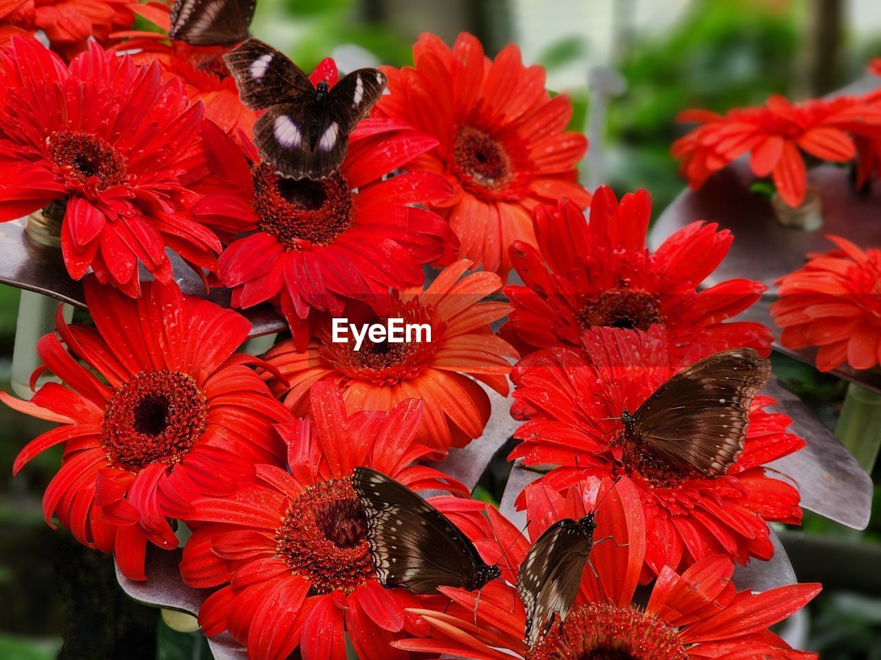 flower, flowering plant, plant, beauty in nature, freshness, red, petal, fragility, flower head, close-up, inflorescence, nature, growth, focus on foreground, no people, day, outdoors, macro photography, pollen, animal themes