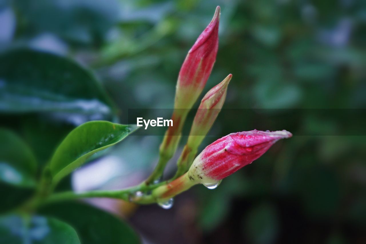 Close-up of red flowering plant