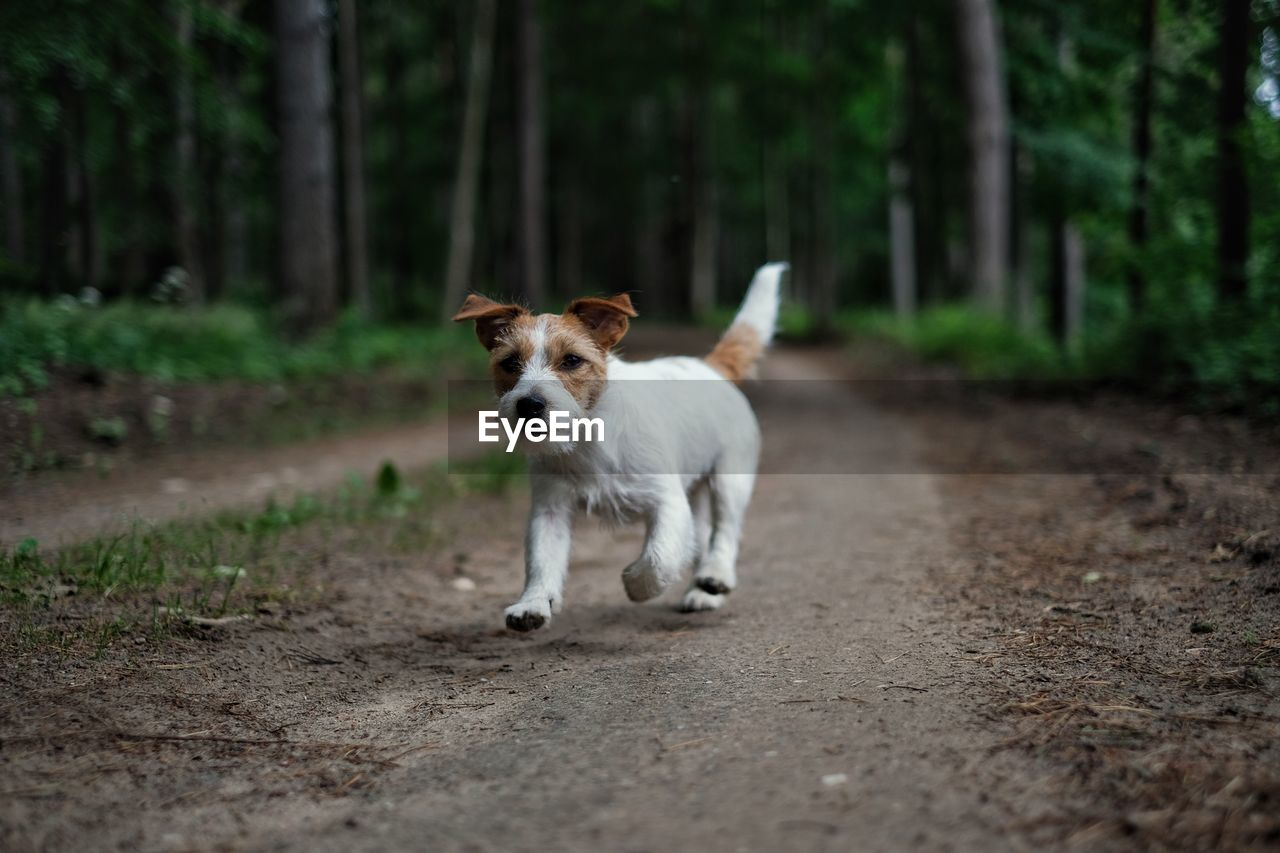 Dog running on road