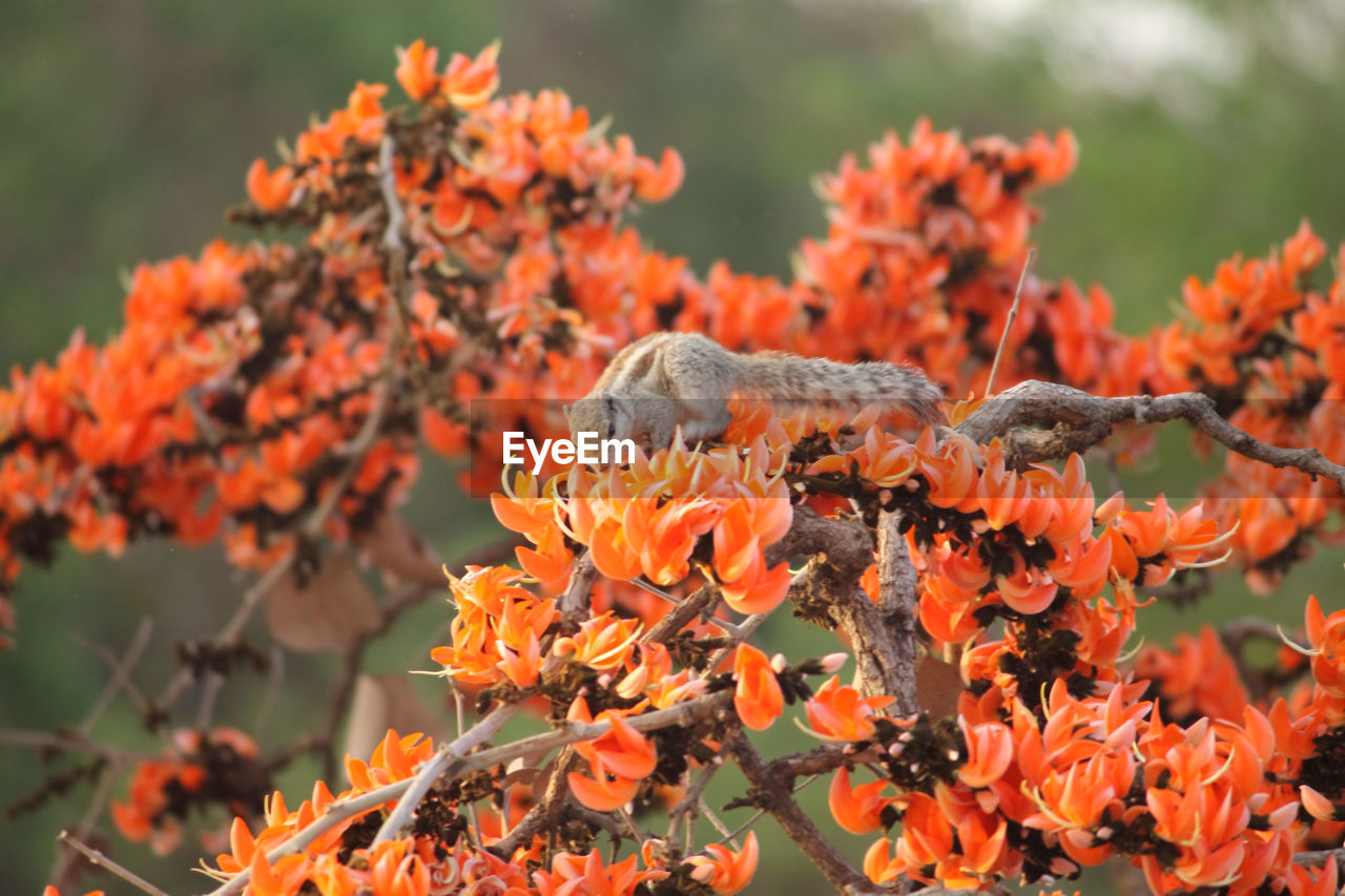 CLOSE-UP OF ORANGE FLOWERS AGAINST BLURRED BACKGROUND