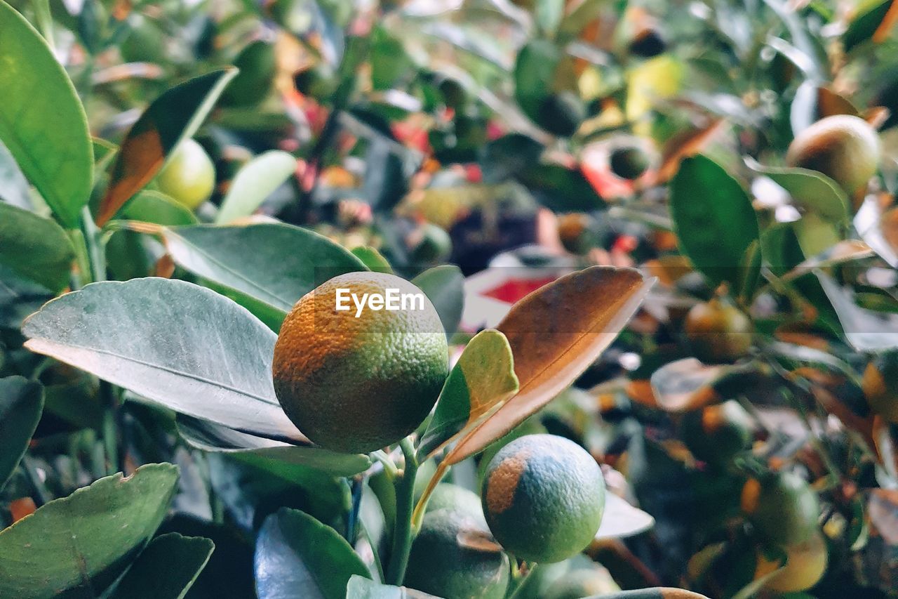 Close-up of a lime fruit growing on tree. 