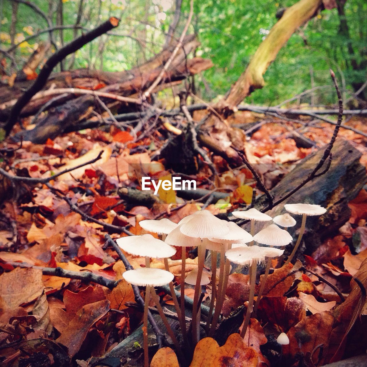 Close-up of mushrooms on ground