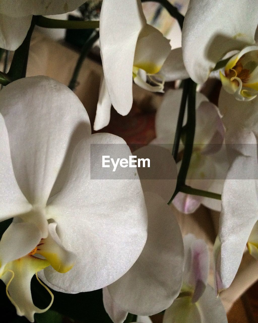 CLOSE-UP OF FLOWERS BLOOMING