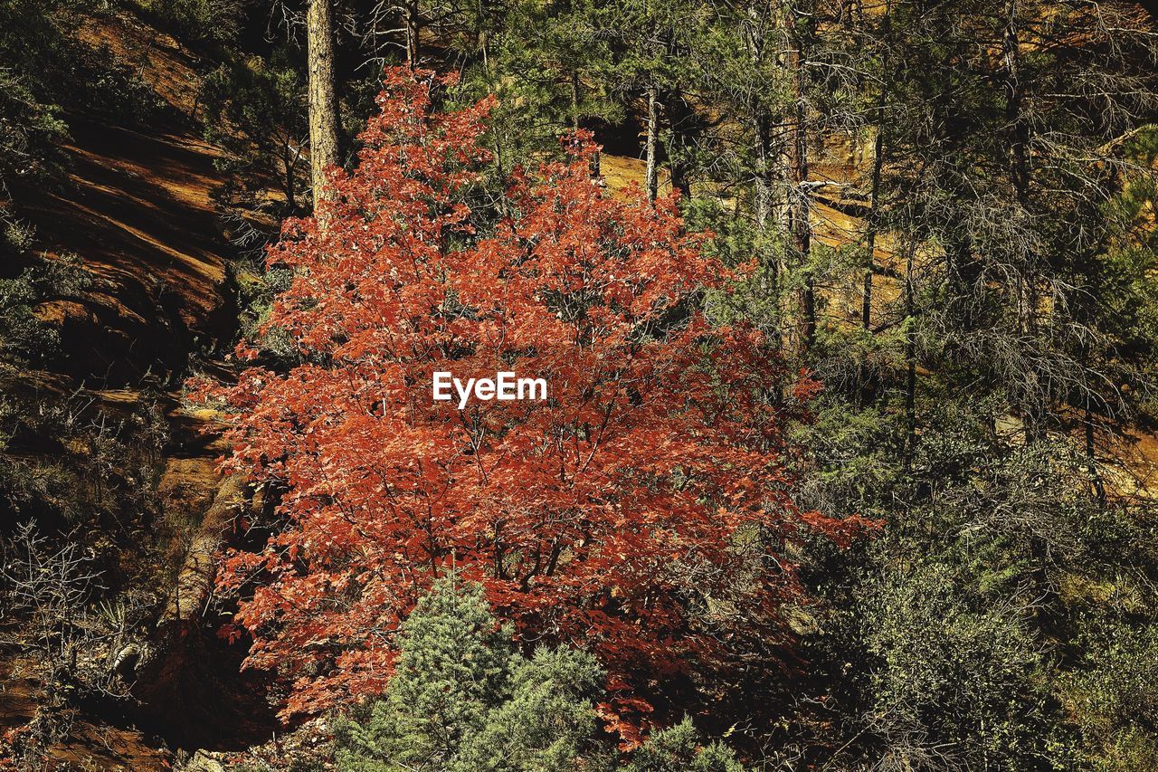 VIEW OF TREES