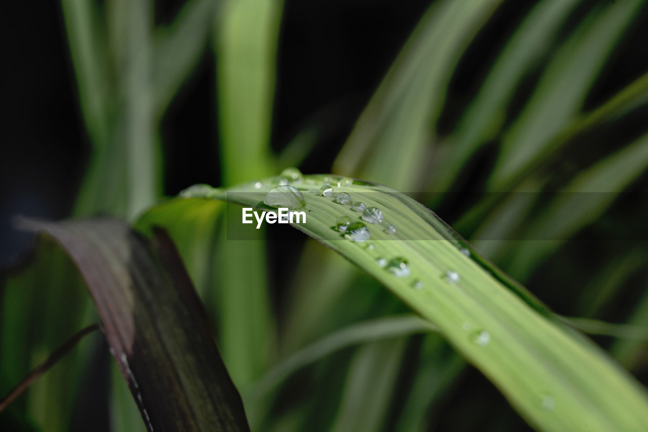 plant, grass, drop, water, close-up, green, nature, wet, growth, leaf, beauty in nature, plant part, flower, no people, blade of grass, freshness, plant stem, macro photography, focus on foreground, outdoors, rain, dew, animal themes, animal wildlife, one animal, animal, day, moisture, selective focus