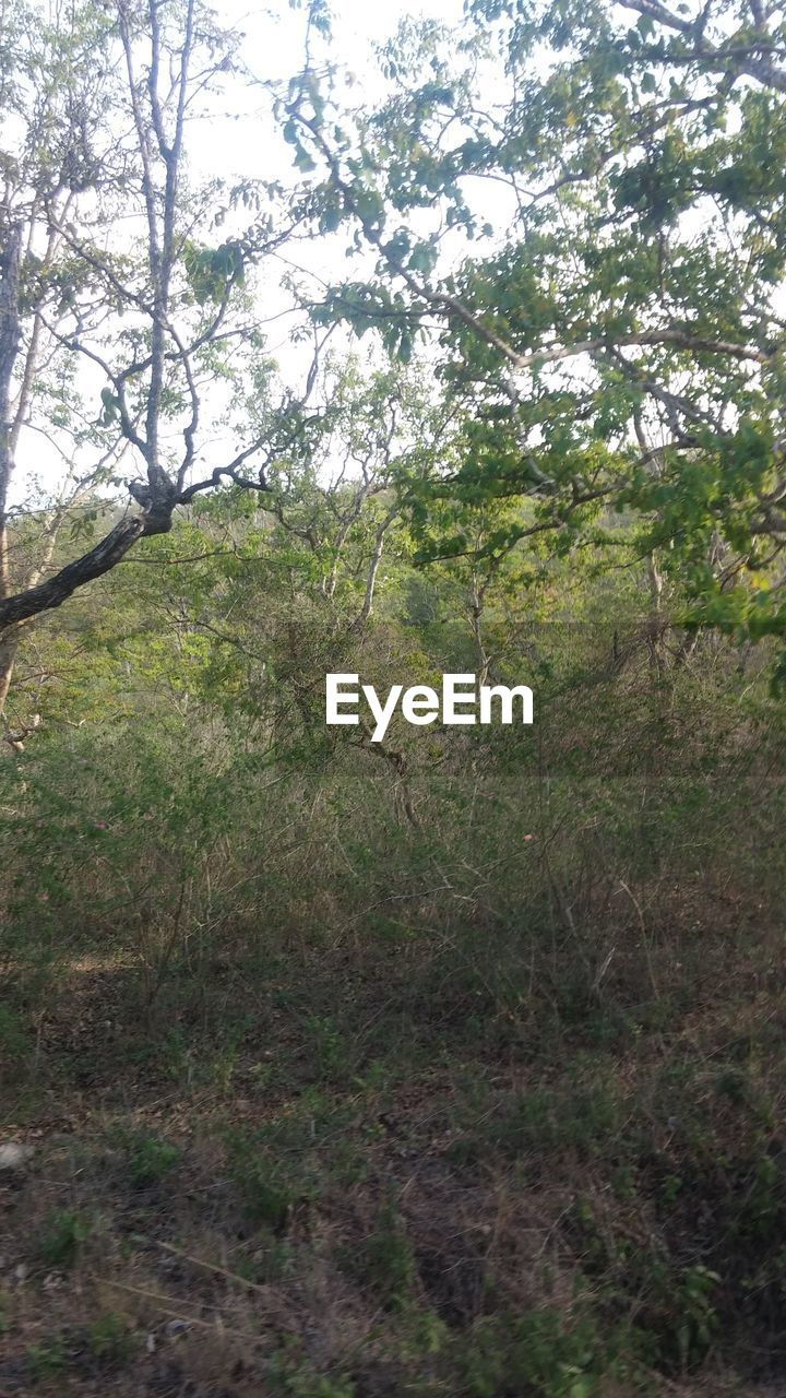 TREES ON LANDSCAPE