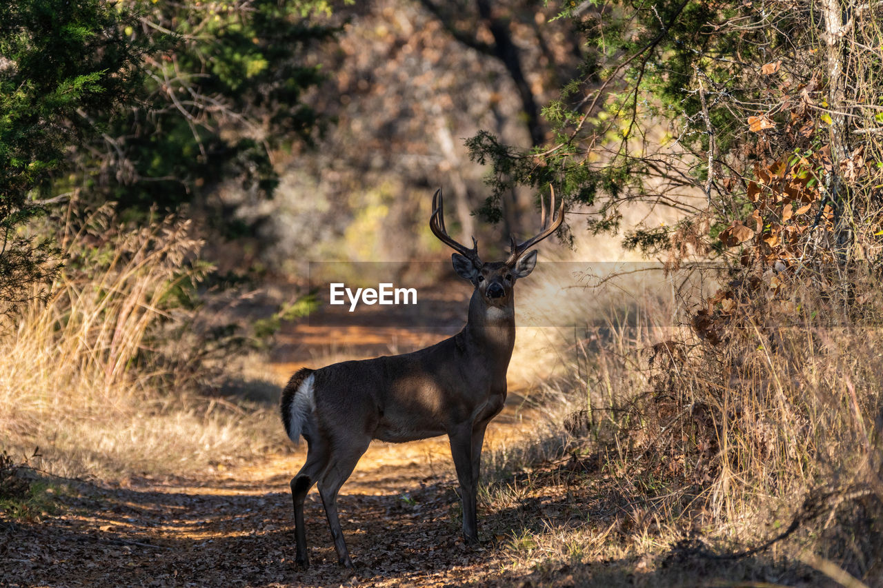 A large male white-tailed deer standing in a path running through some woods in a park.