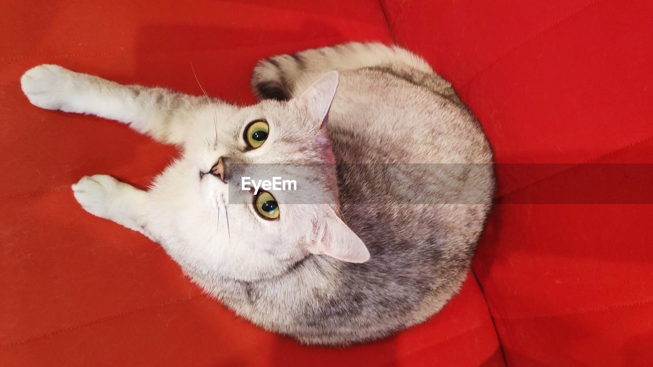 HIGH ANGLE VIEW OF CAT ON RED