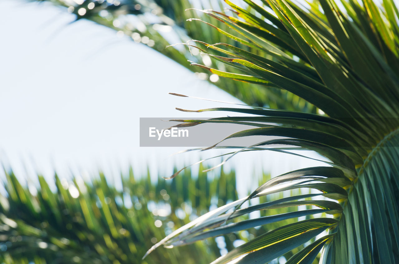 CLOSE-UP OF PALM TREE AGAINST PLANTS