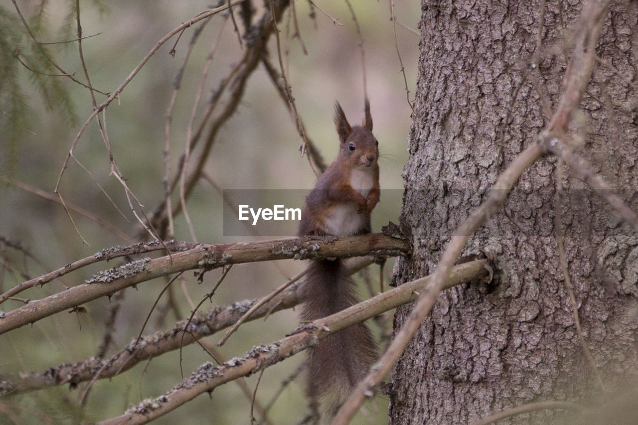 SQUIRREL SITTING ON TREE