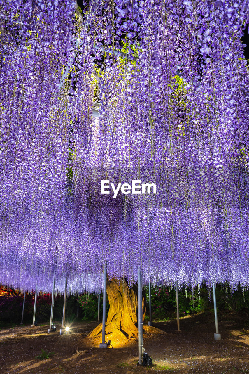 Purple pink giant wisteria trellis. mysterious beauty when lighted up at night