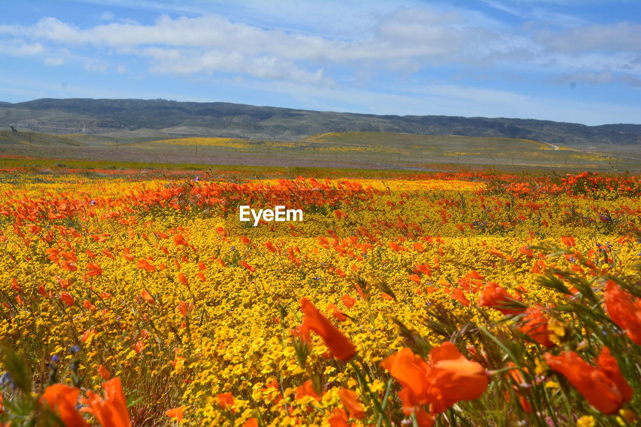 SCENIC VIEW OF FLOWERING PLANTS ON FIELD AGAINST SKY