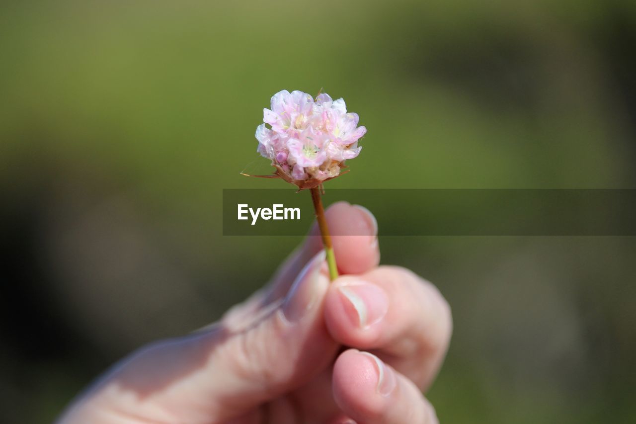 Cropped image of woman holding pink flower