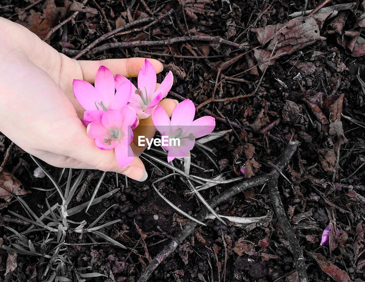 CLOSE-UP OF HAND HOLDING FLOWERS