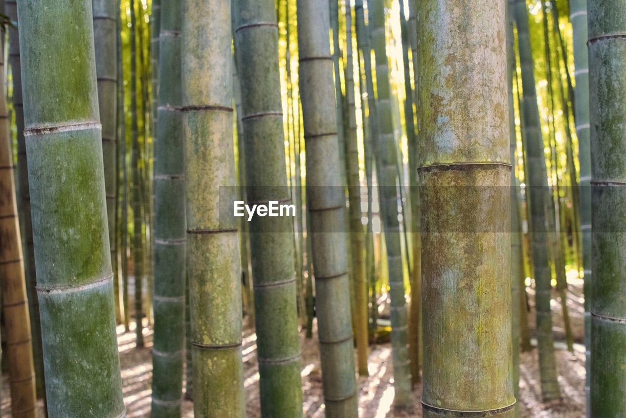 CLOSE-UP OF BAMBOO PLANTS