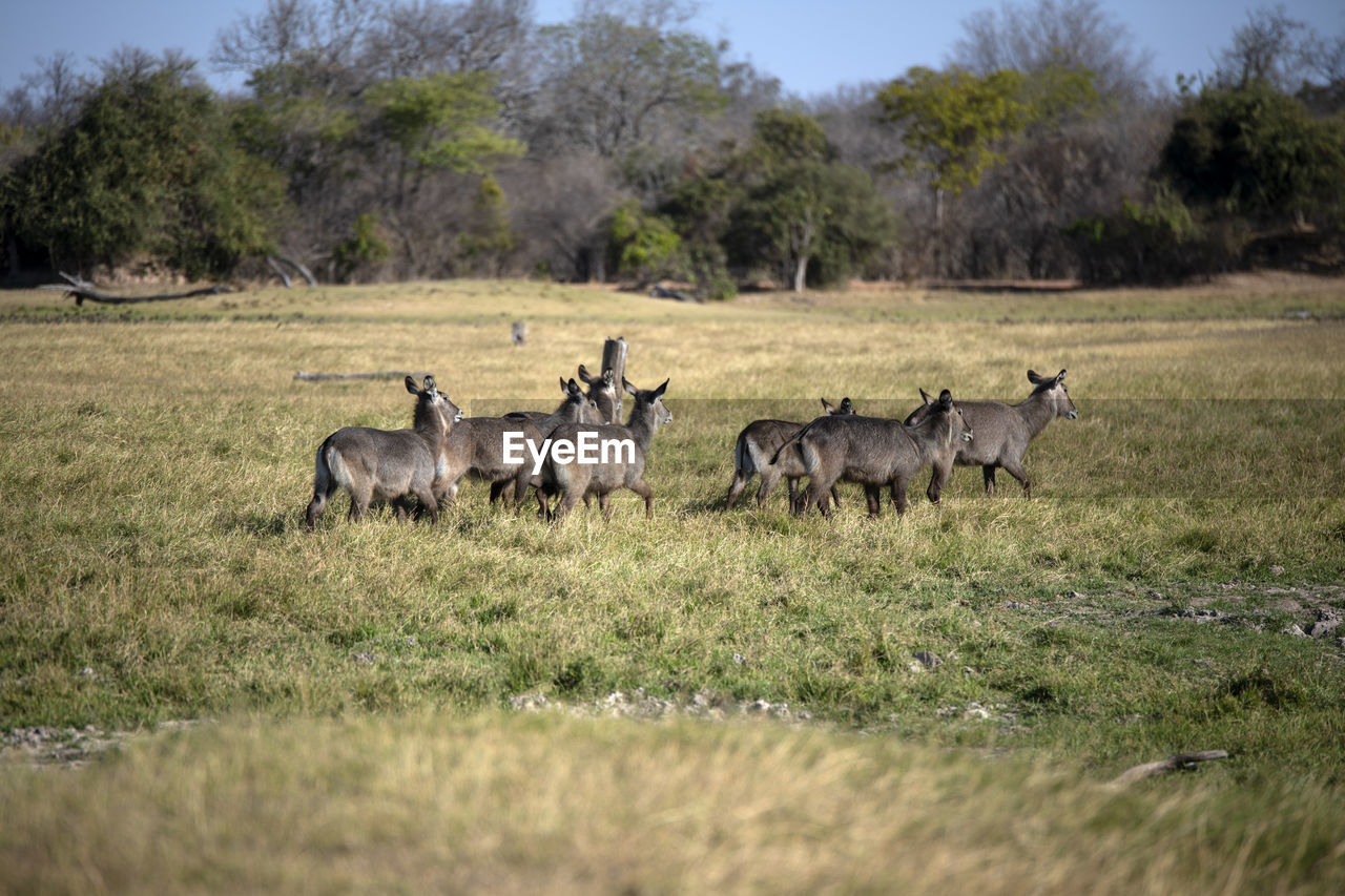 Waterbucks in a field