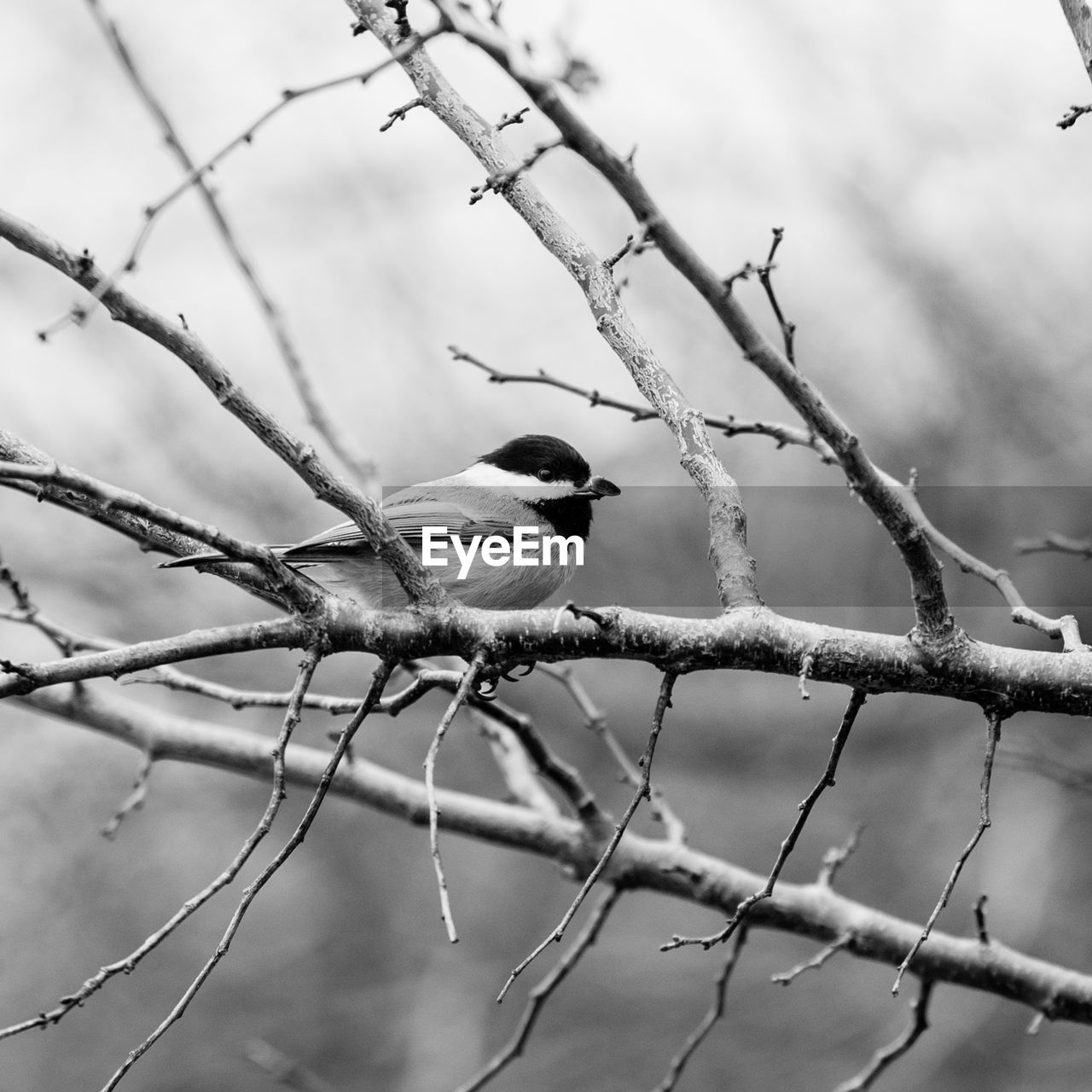 Close-up of bird perching on bare tree