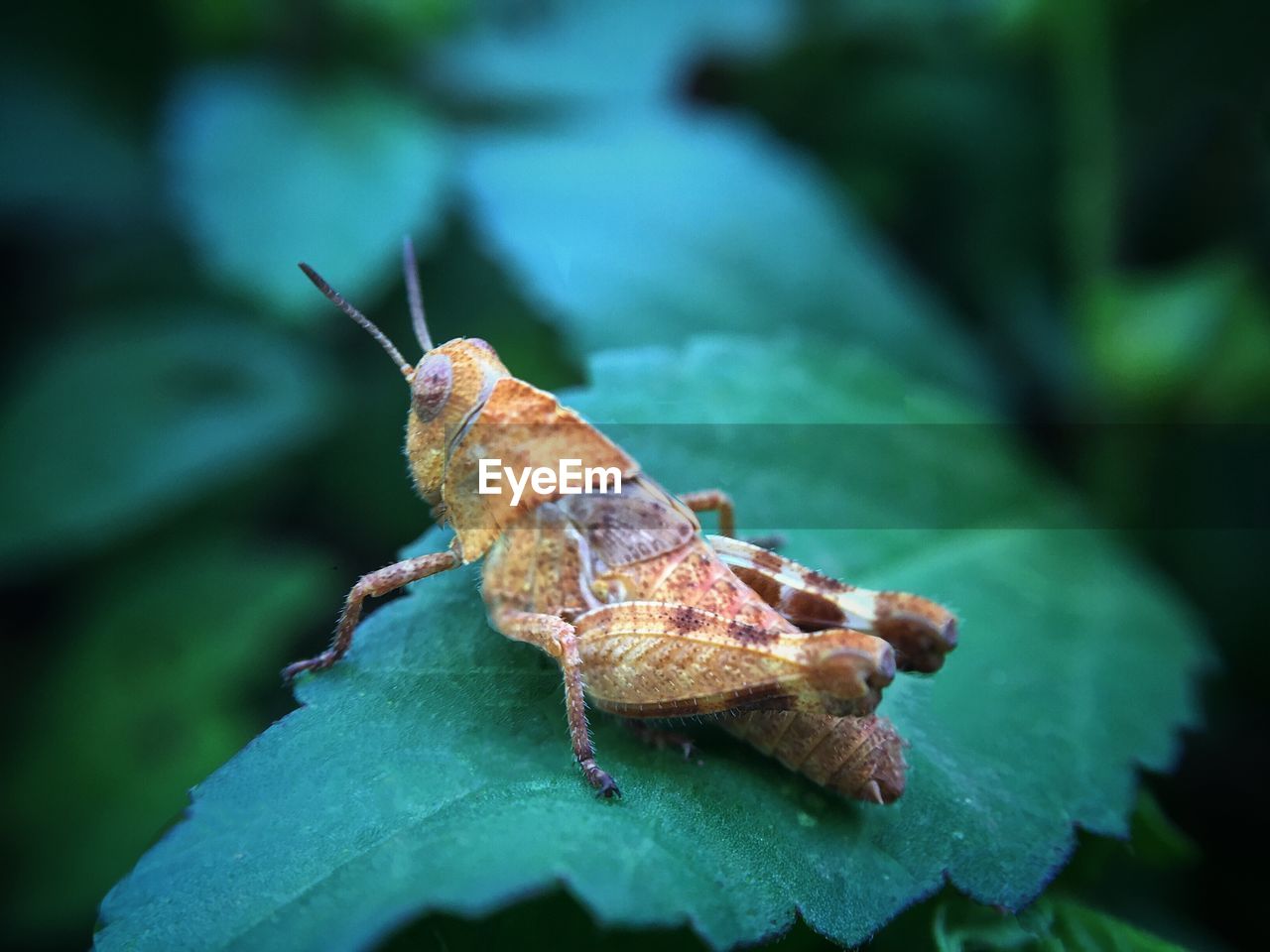 Close-up of grasshopper on leaf