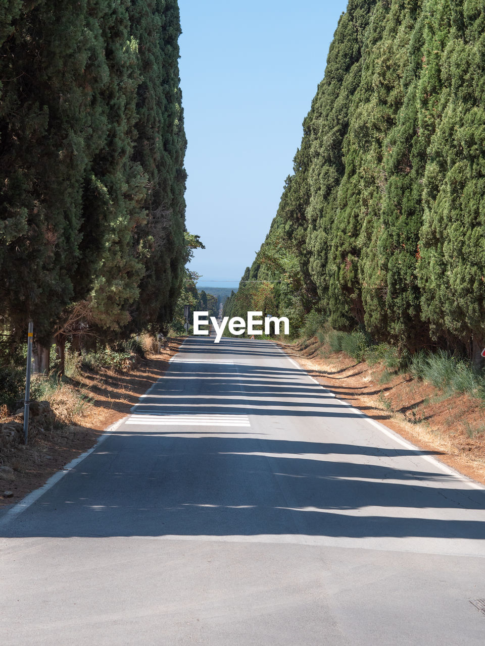 Characteristic long road of the medieval village of bolgheri in tuscany