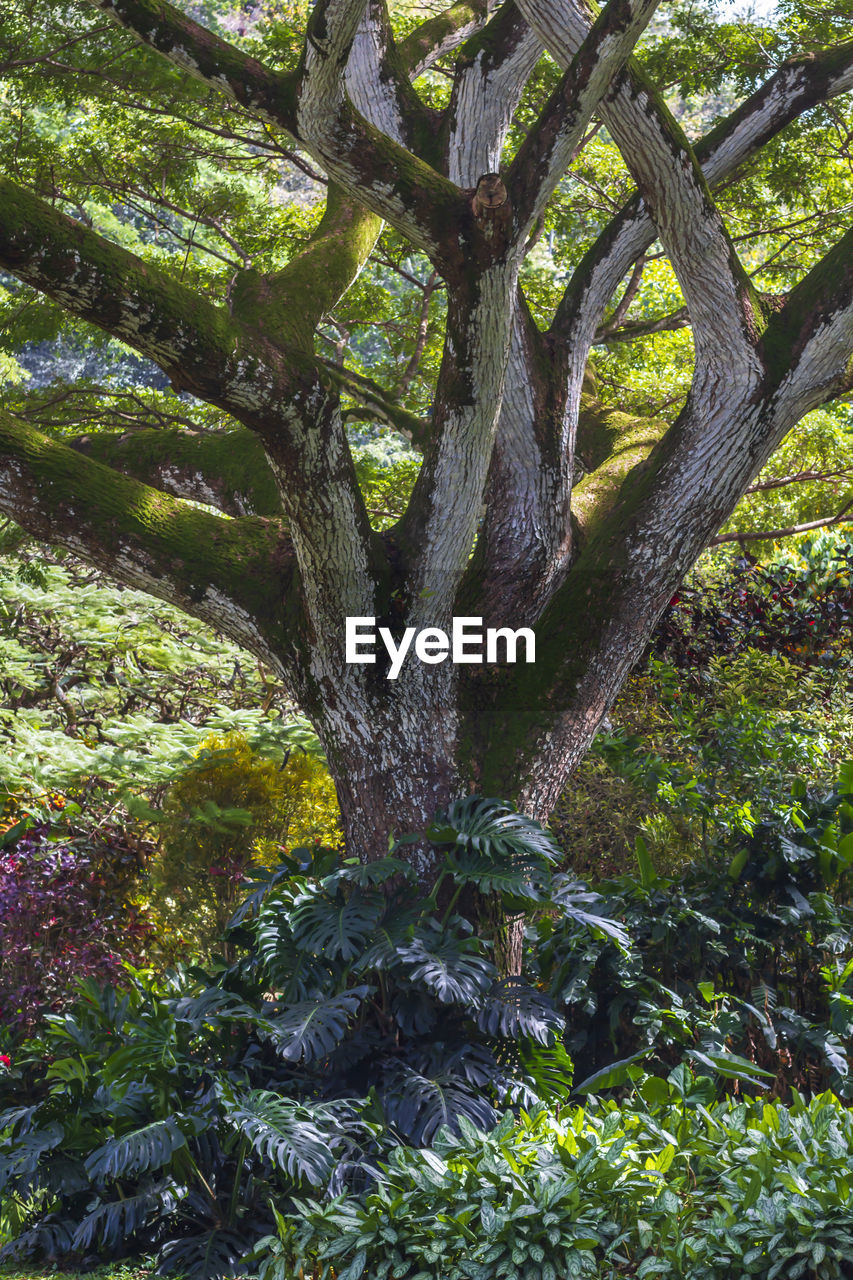 SCENIC VIEW OF TREE IN FOREST