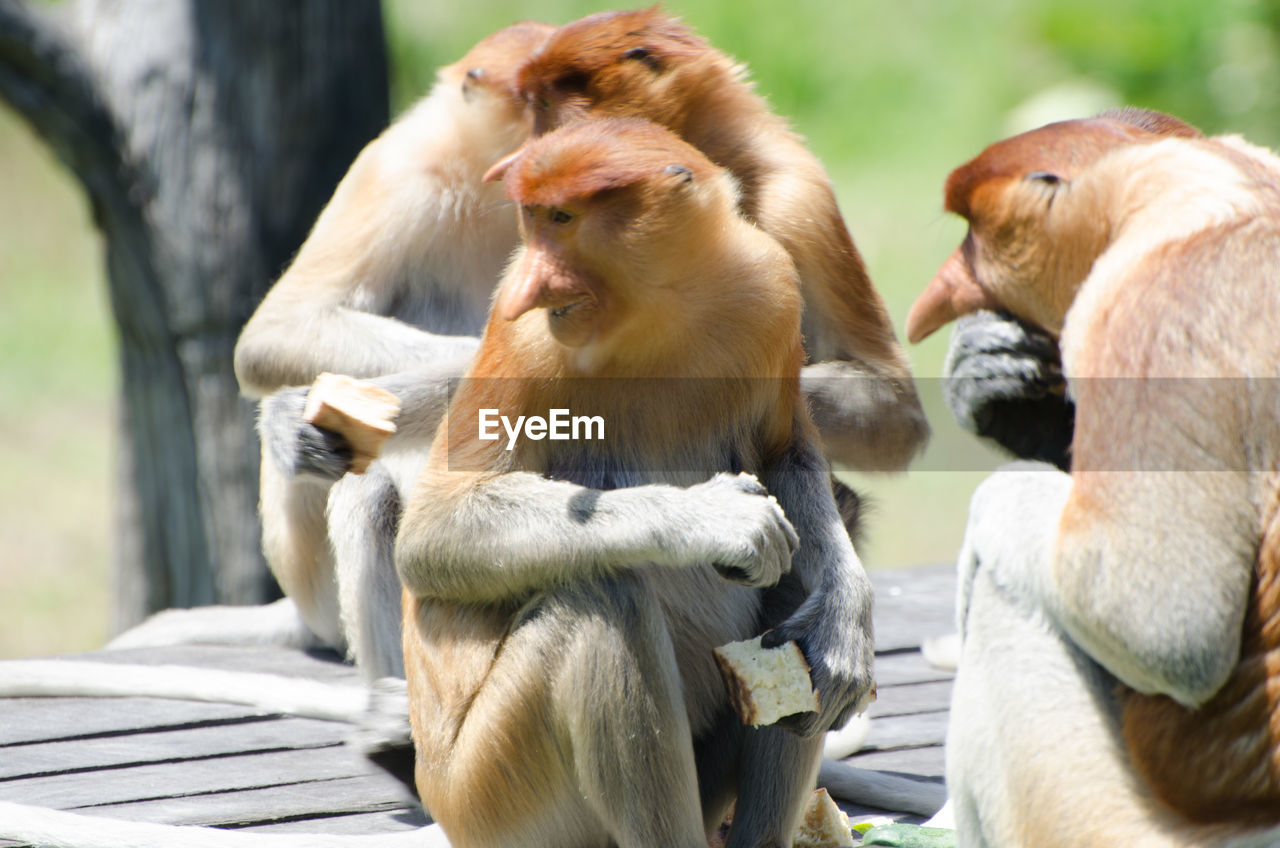 Proboscis monkeys sitting on table