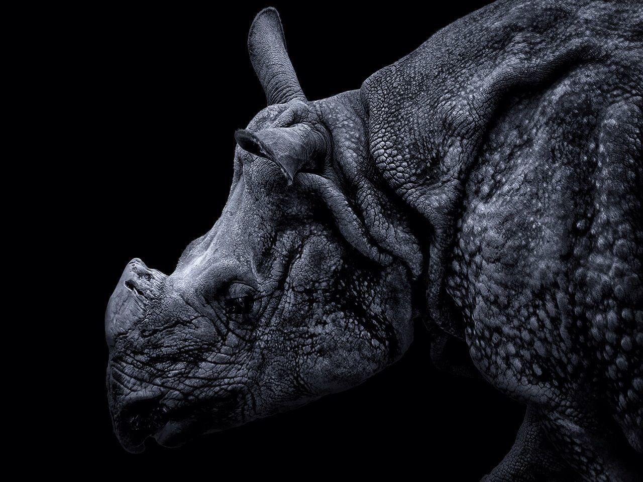 Close-up side view of rhinoceros over black background