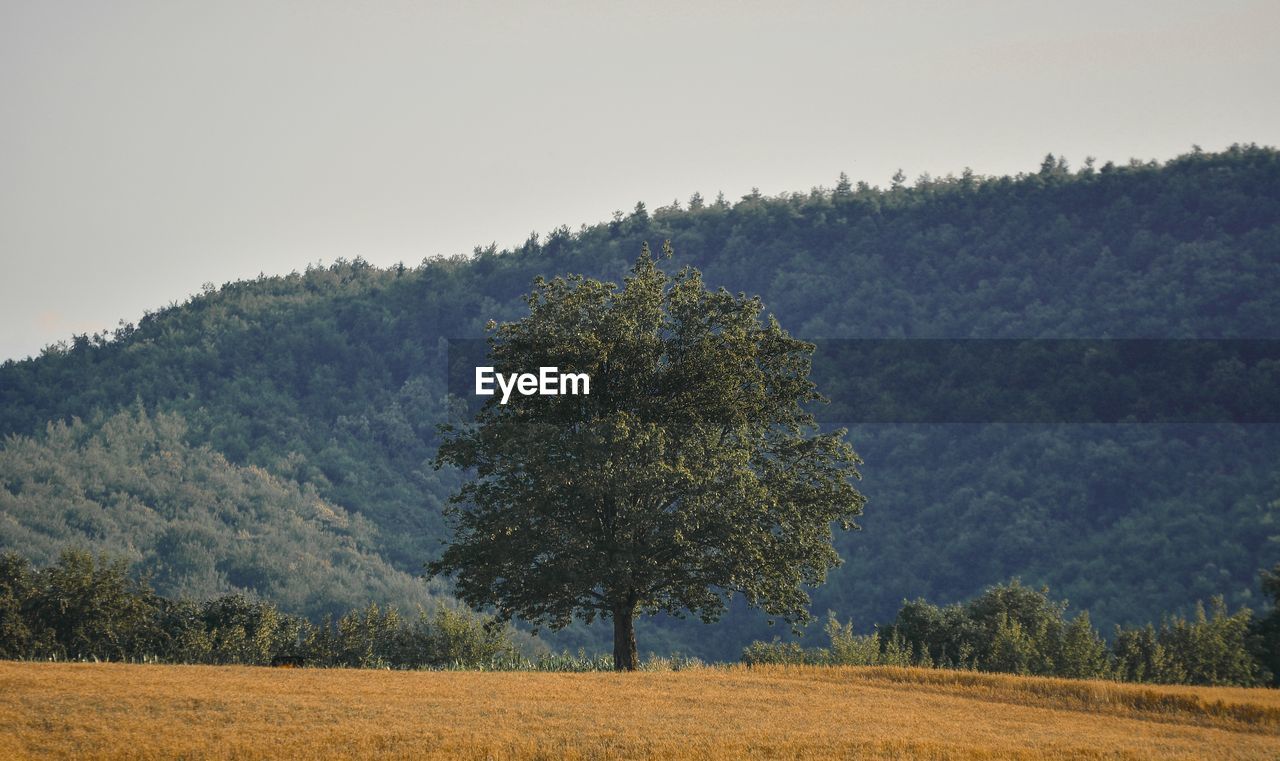 Trees on field against sky