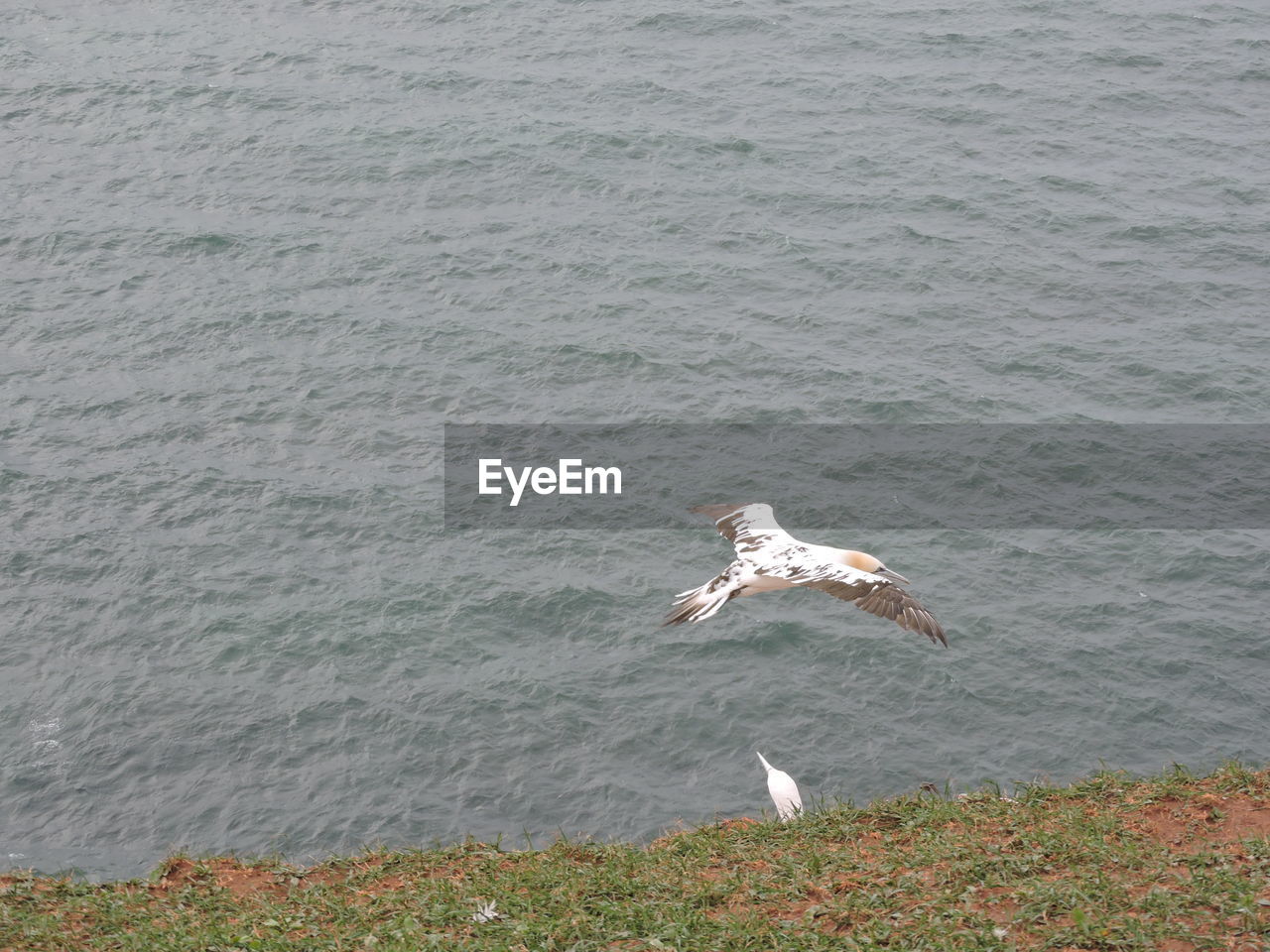 VIEW OF BIRDS IN SEA