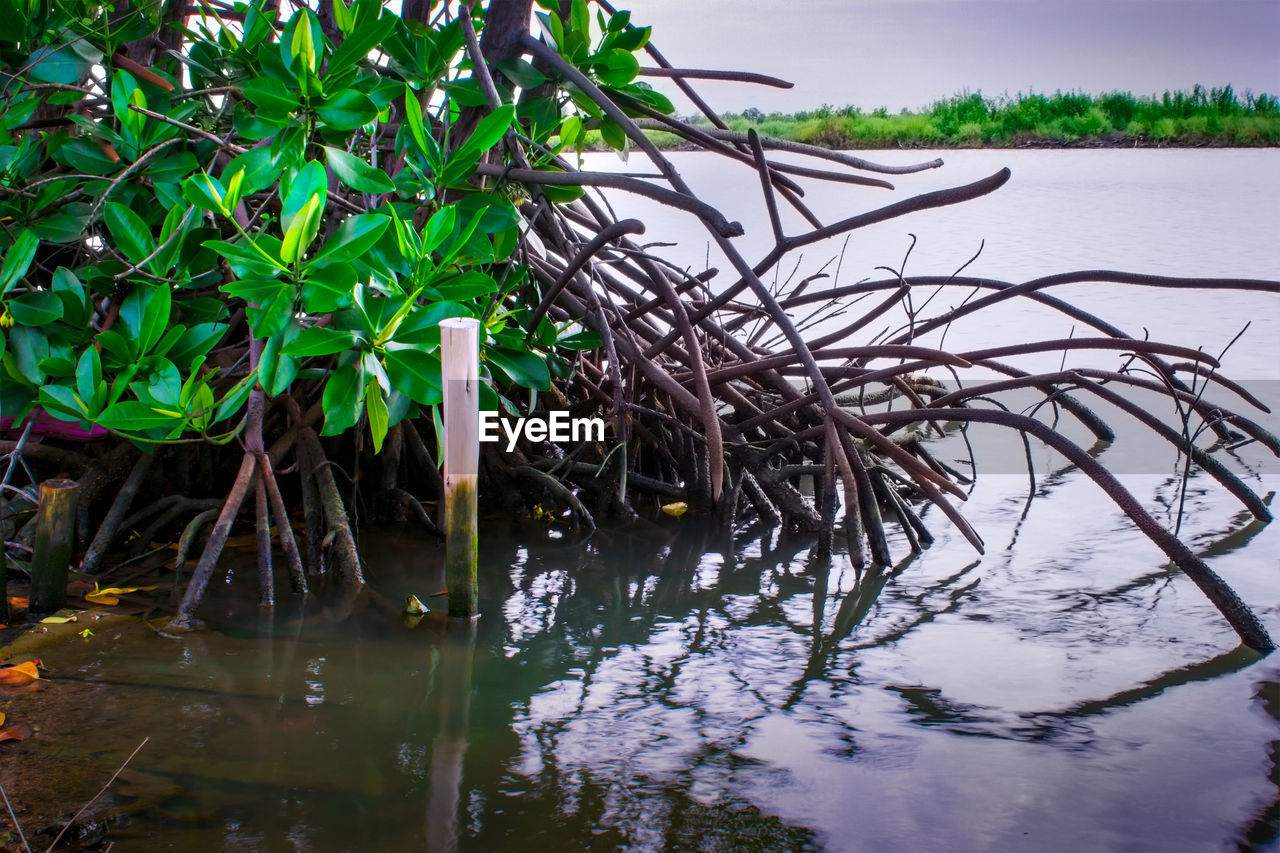 PLANTS GROWING IN LAKE AGAINST SKY