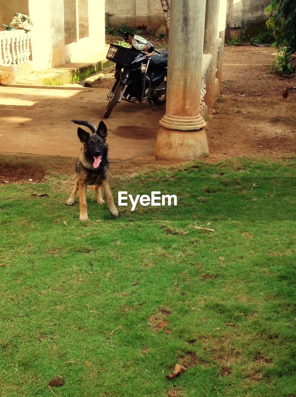 High angle view of dog panting while standing on grassy field