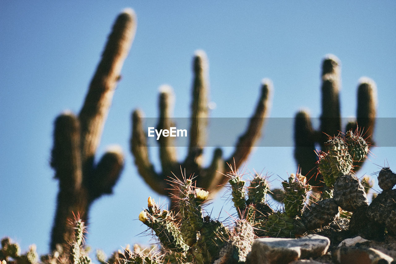 Close-up of cactus plant against clear sky