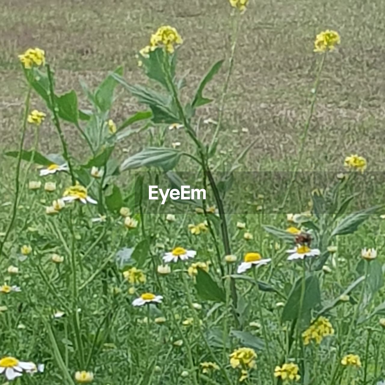 HIGH ANGLE VIEW OF FLOWERING PLANTS ON LAND