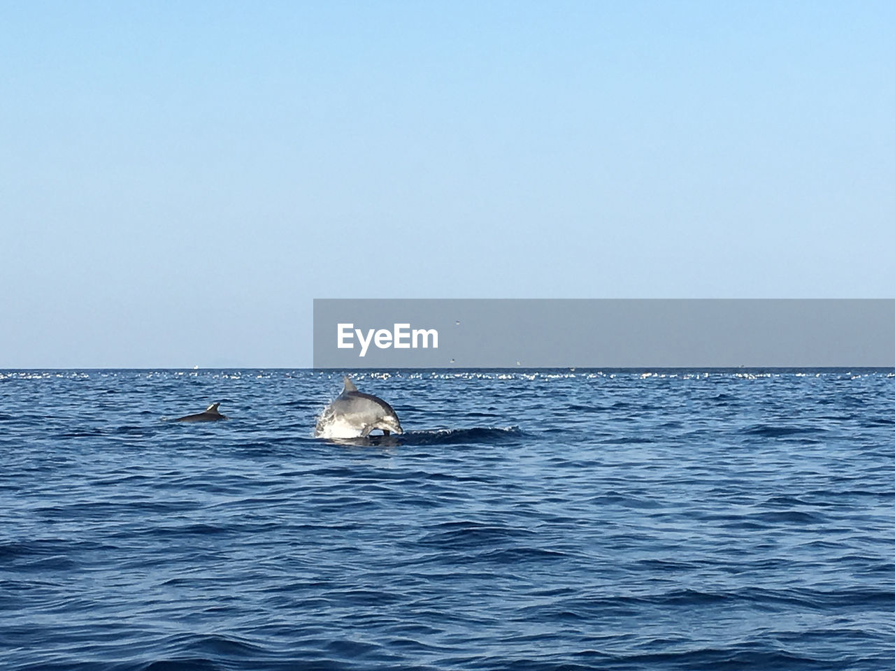 View of dolphins swimming in sea