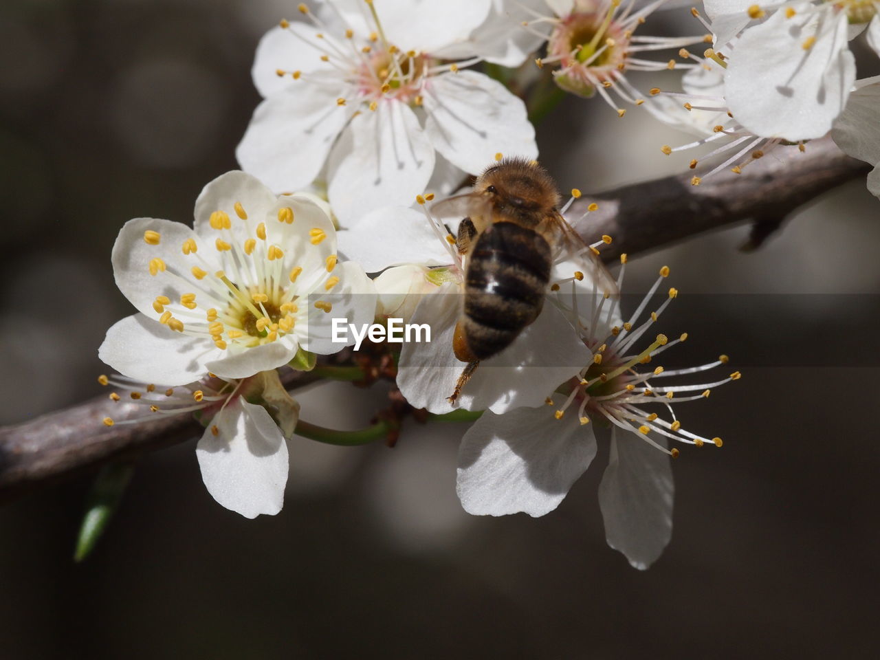 CLOSE-UP OF HONEY BEE POLLINATING ON CHERRY BLOSSOM