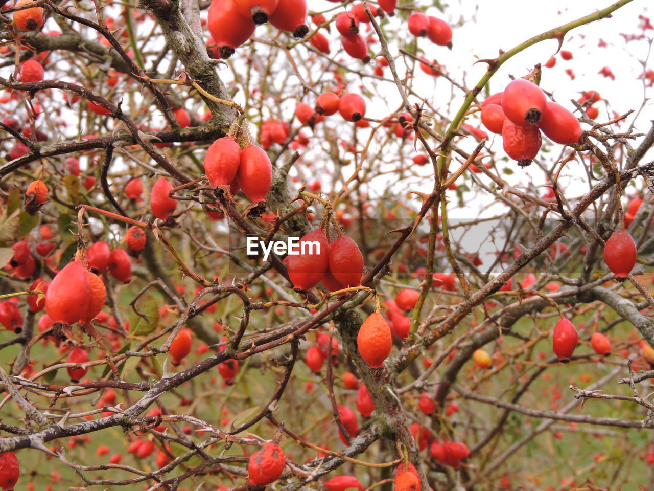 LOW ANGLE VIEW OF RED FRUITS ON TREE