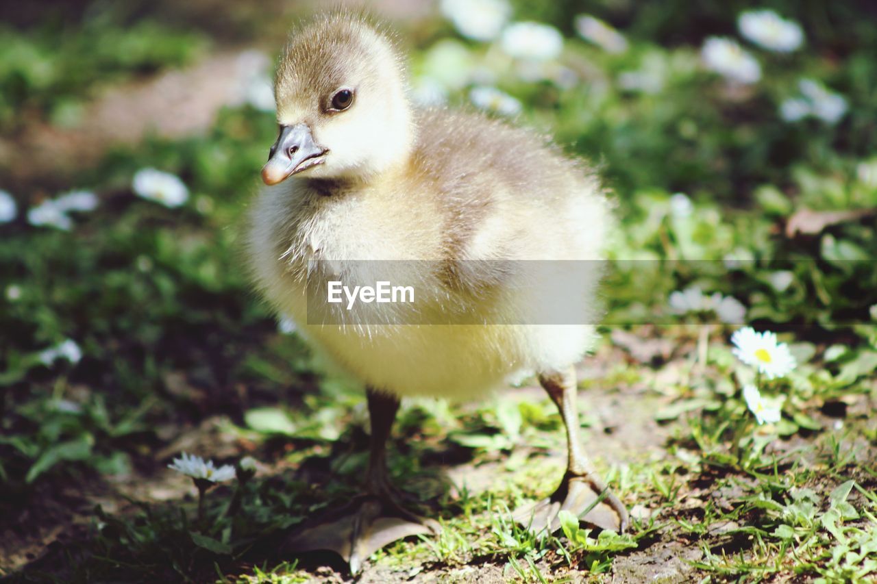 A greylag gosling standing to attention