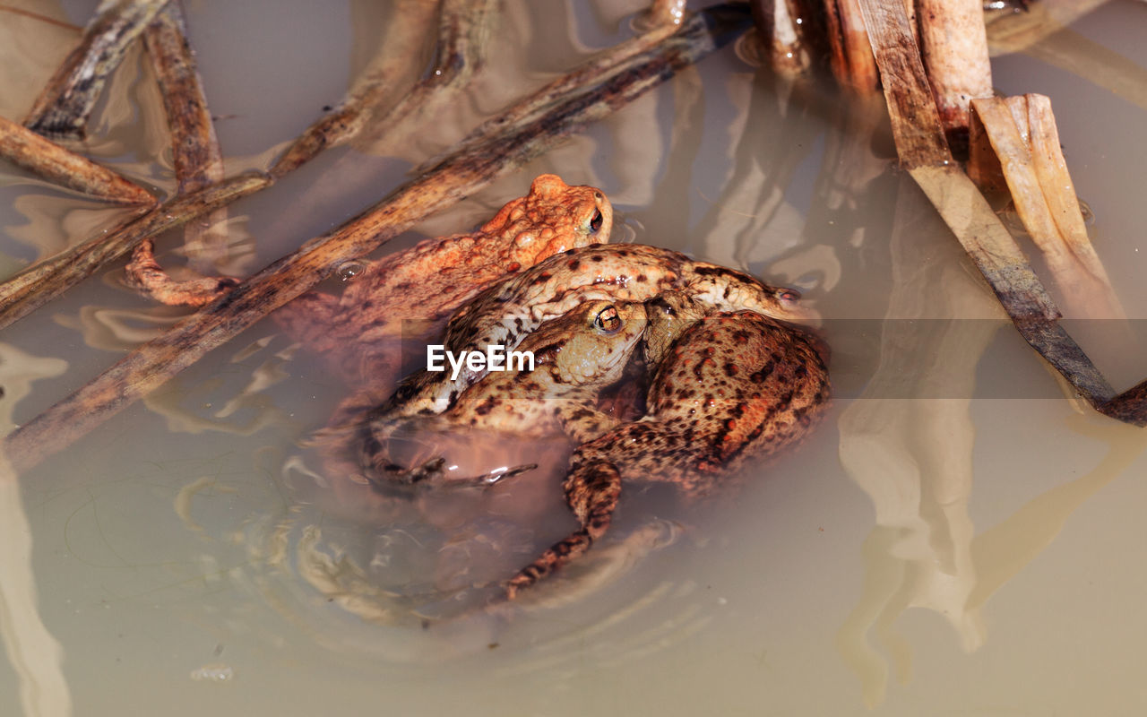 Mating toads in a pond in northern germany.