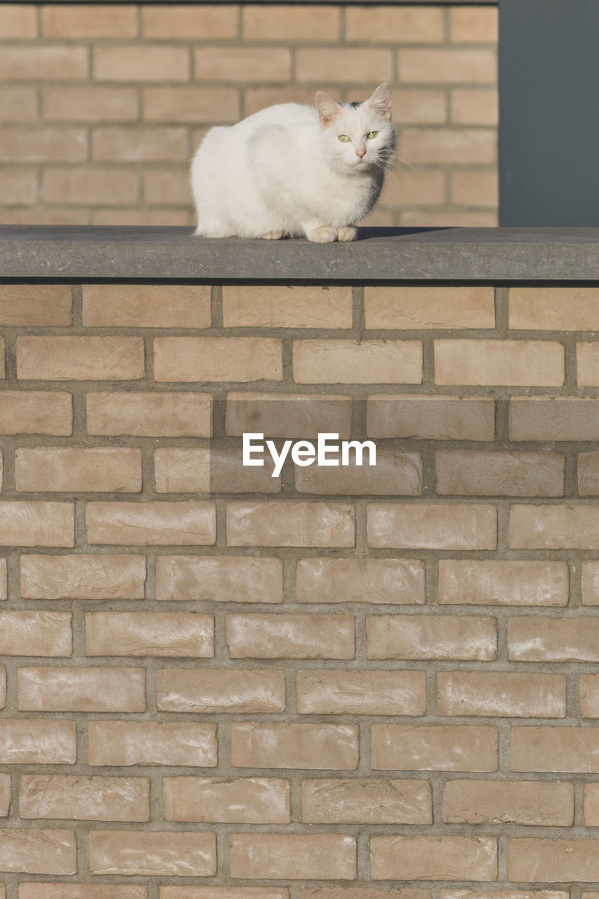 CAT ON WALL