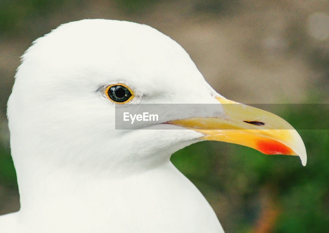 CLOSE-UP OF WHITE SEAGULL