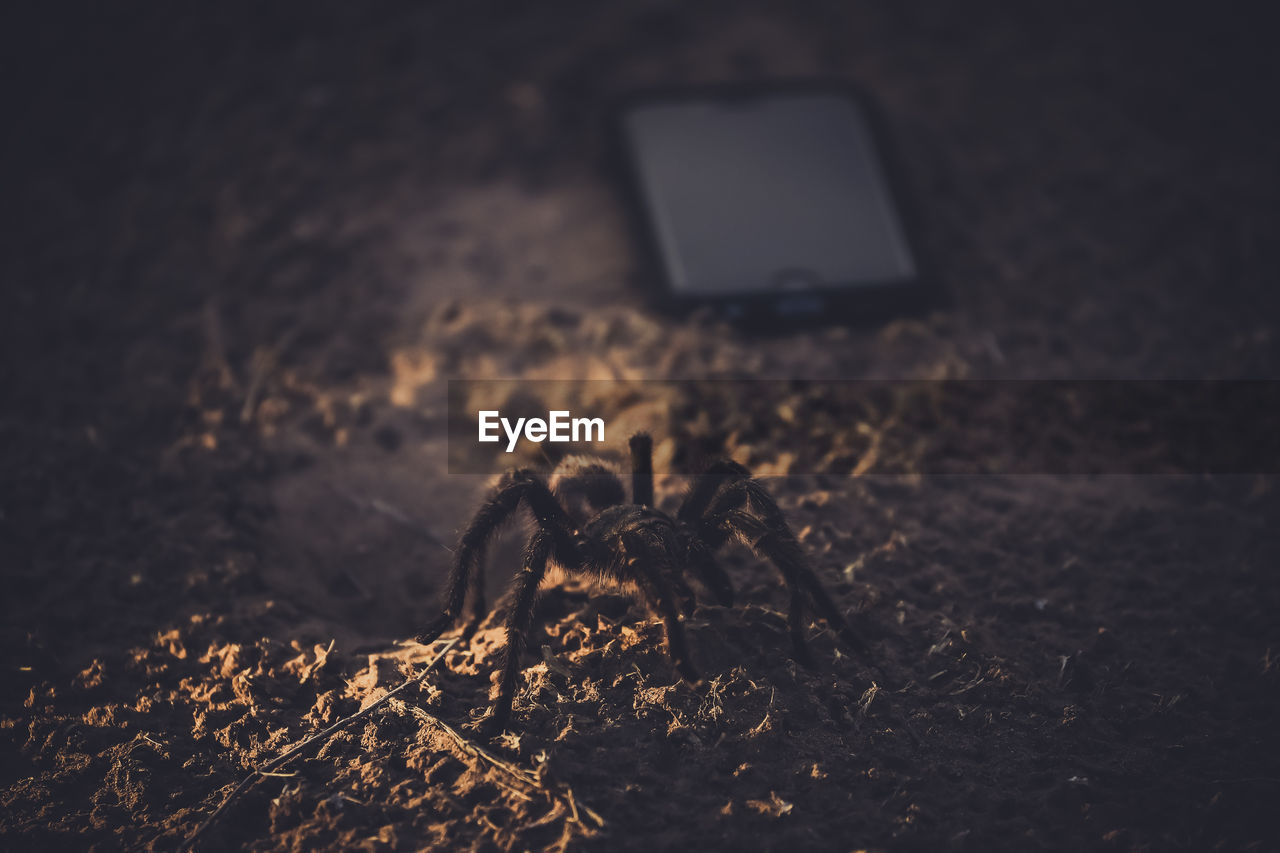 Close-up of tarantula