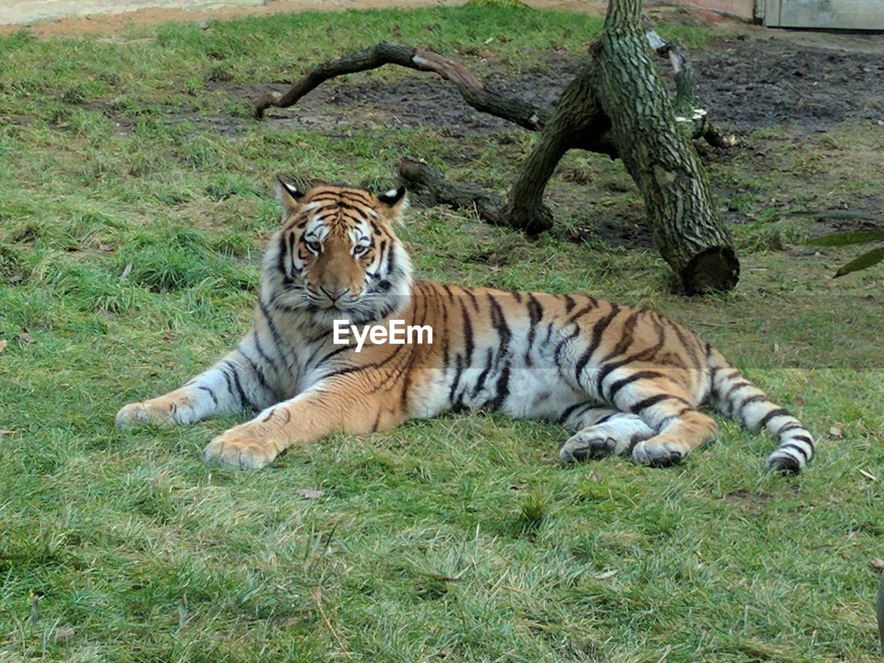 TIGER RELAXING ON GRASS