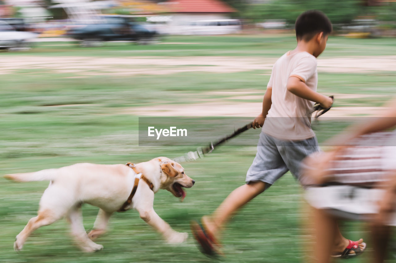 Blurred motion of boy walking with labrador retriever on field